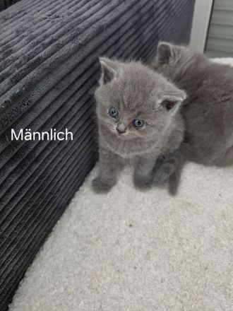 Britisch Kurzhaar Kitten suchen ein liebevolles Zuhause