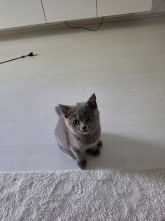 Britisch Kurzhaar Kitten suchen ein liebevolles Zuhause