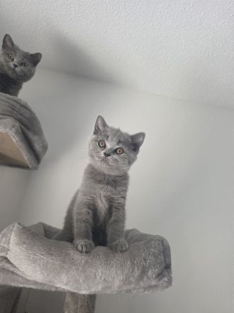 Britisch Kurzhaar Kitten suchen ein liebevolles Zuhause
