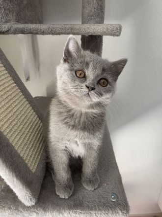 Britisch Kurzhaar Kitten suchen ein liebevolles Zuhause
