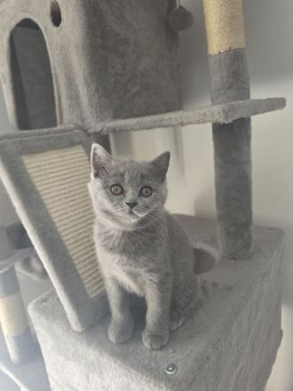 Britisch Kurzhaar Kitten suchen ein liebevolles Zuhause