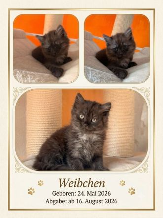 BHK Mix Kitten / Kätzchen