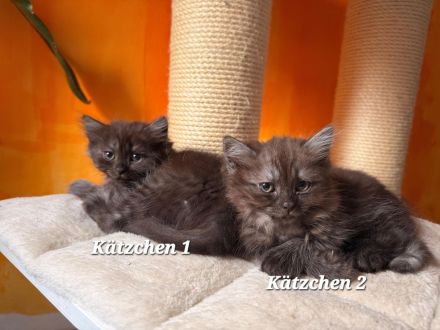 BHK Mix Kitten / Kätzchen