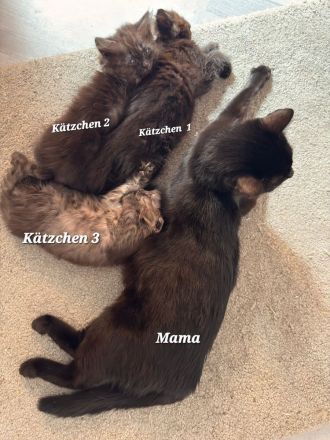 BHK Mix Kitten / Kätzchen