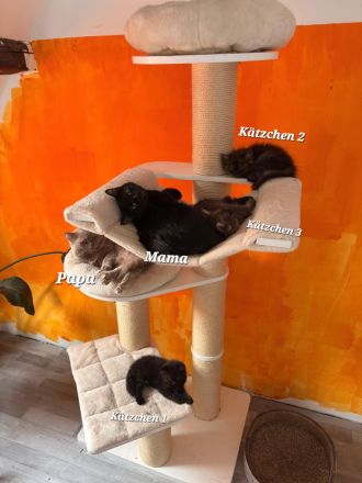 BHK Mix Kitten / Kätzchen