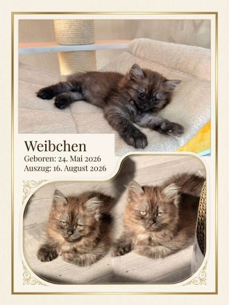 BHK Mix Kitten / Kätzchen