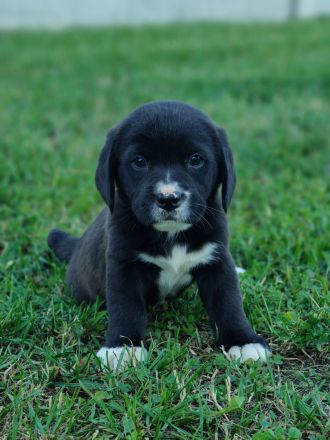 Süße Beagle Cane Corso Mix Welpen (nur Hündinnen)