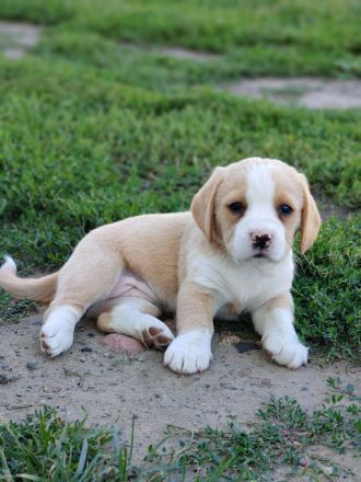 Süße Beagle Cane Corso Mix Welpen (nur Hündinnen)