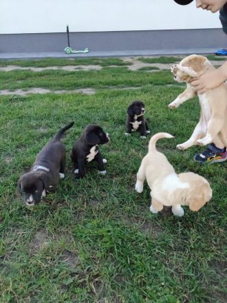 Süße Beagle Cane Corso Mix Welpen (nur Hündinnen)