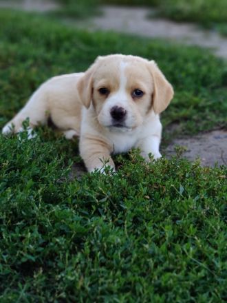 Süße Beagle Cane Corso Mix Welpen (nur Hündinnen)