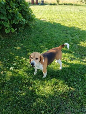 Süße Beagle Cane Corso Mix Welpen (nur Hündinnen)