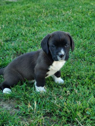 Süße Beagle Cane Corso Mix Welpen (nur Hündinnen)