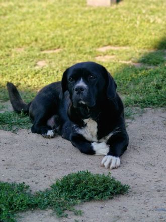 Süße Beagle Cane Corso Mix Welpen (nur Hündinnen)