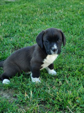 Kräftige Cane Corso Beagle Mix Hündinnen Welpen