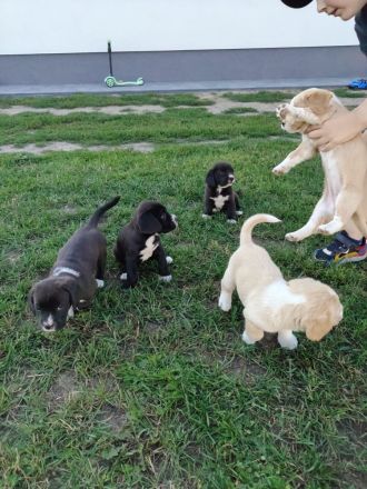Kräftige Cane Corso Beagle Mix Hündinnen Welpen