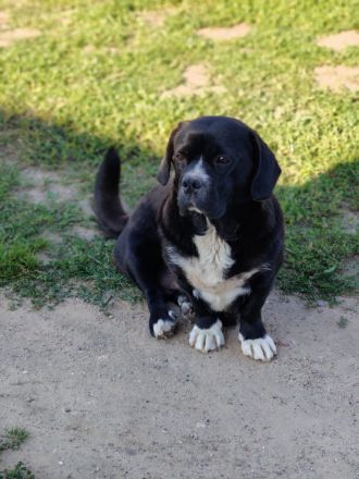 Süße Beagle Cane Corso Mix Welpen (nur Hündinnen)
