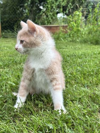 Maikätzchen * 2 Kater