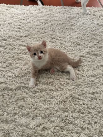 Maikätzchen * 2 Kater