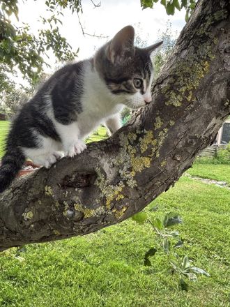 Maikätzchen * 2 Kater