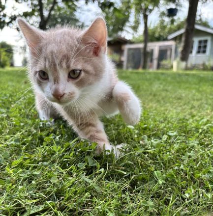 Maikätzchen * 2 Kater