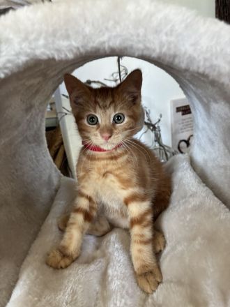 Noch 1 Maine-Coon-Mix-Kater rotbraun