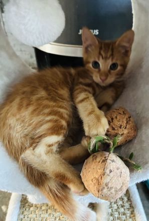 Noch 1 Maine-Coon-Mix-Kater rotbraun