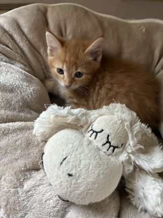 Maine-Coon-Mix-Kater