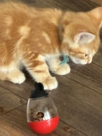 Maine-Coon-Mix-Kater