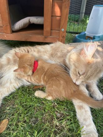 Maine-Coon-Mix-Kater