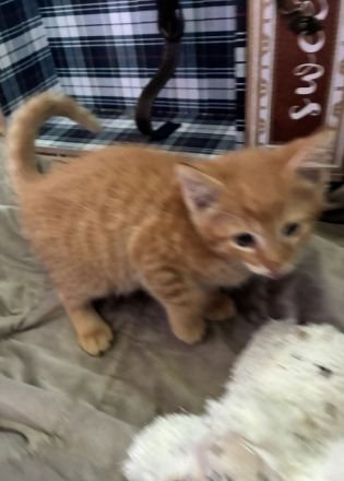 Maine-Coon-Mix-Kater