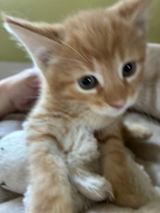 Maine-Coon-Mix-Kater