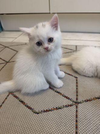 Unsere 4 süßen Kätzchen suchen ein liebevolles neues Zuhause. 🐱🤍