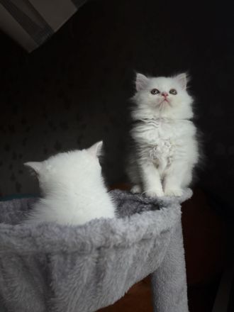 Unsere 4 süßen Kätzchen suchen ein liebevolles neues Zuhause. 🐱🤍