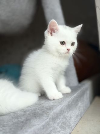 Unsere 4 süßen Kätzchen suchen ein liebevolles neues Zuhause. 🐱🤍