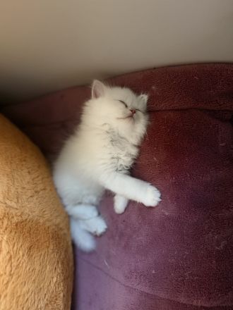 Unsere 4 süßen Kätzchen suchen ein liebevolles neues Zuhause. 🐱🤍