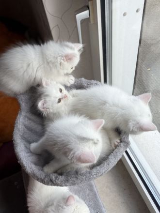 Unsere 4 süßen Kätzchen suchen ein liebevolles neues Zuhause. 🐱🤍