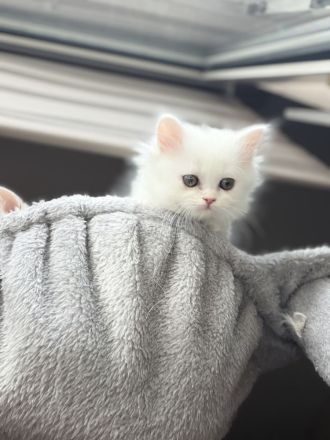 Unsere 4 süßen Kätzchen suchen ein liebevolles neues Zuhause. 🐱🤍