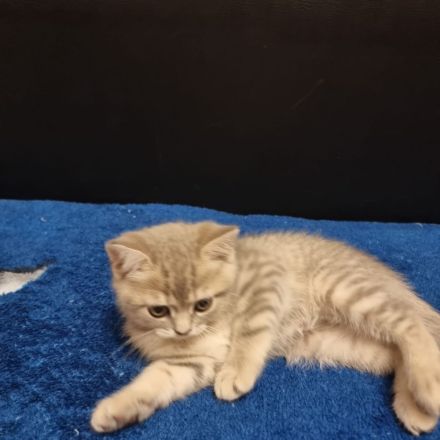 Britisch Kurzhaar Kitte( Junge) sucht ein neues Zuhause!!!