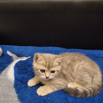 Britisch Kurzhaar Kitte( Junge) sucht ein neues Zuhause!!!