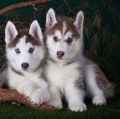 Süße Siberian-Husky-Welpen