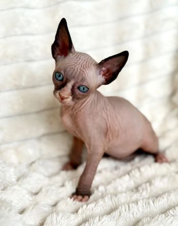 3 weibliche und 4 männliche Sphynx-Kätzchen