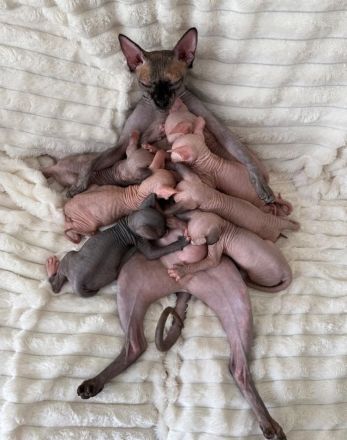 3 weibliche und 4 männliche Sphynx-Kätzchen