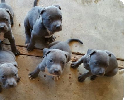 Amerikanische Pitbull-Terrier-Welpen