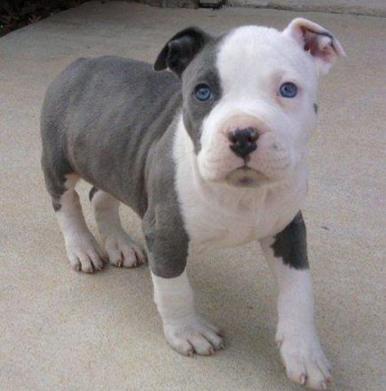 Amerikanische Pitbull-Terrier-Welpen
