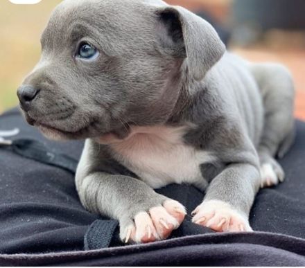 Amerikanische Pitbull-Terrier-Welpen