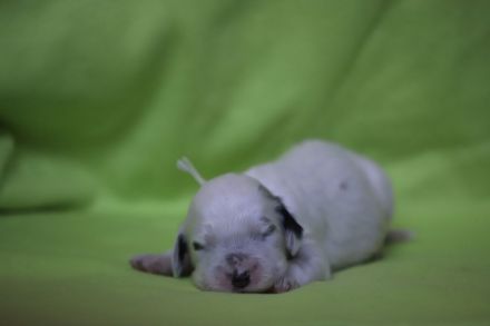 English setter puppies