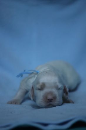 English setter puppies
