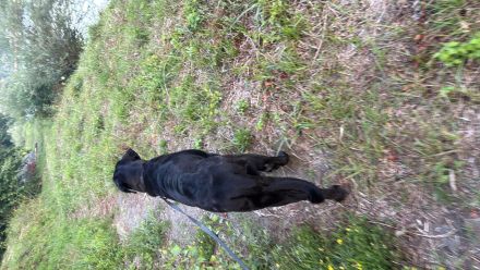 Leonberger broholmer mischling