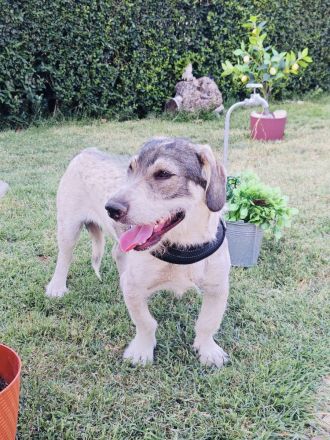 Carlos ein toller Freund an Deiner Seite