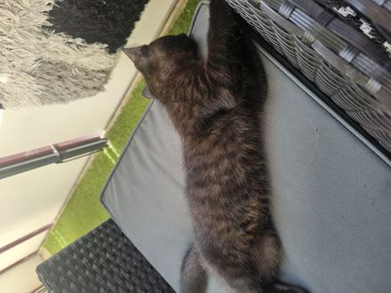 2 Katzen Kinder 12 Wochen suchen noch